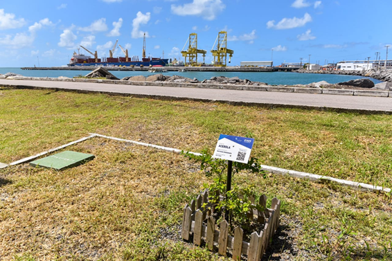 Plantio de árvores no Porto de Suape pela equipe da TPF Engenharia